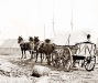 four-mule-army-wagon.jpg